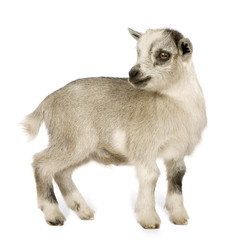 Young Pygmy goat