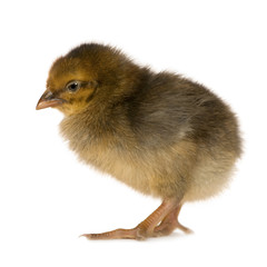 African chick