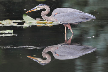 Obraz premium Great Blue Heron (Ardea Herodias) 