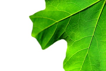 Fototapeta premium green leaf