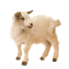 Naklejka na ściany i meble Young Pygmy goat