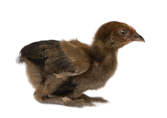 Young Hen from Benin