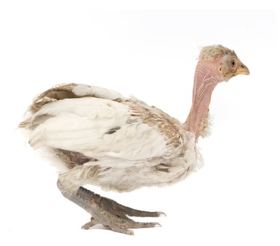 Hen from Benin