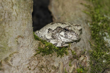 Gray Tree Frog (Hyla versicolor) sleeping in a tree