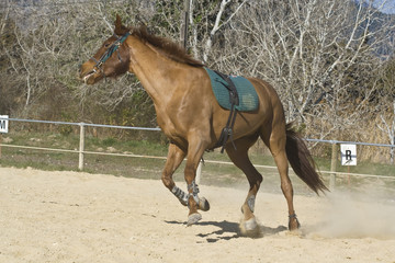 Chevaux- J. Ribieff-10.CR2