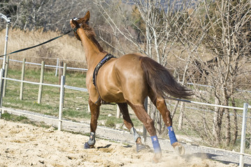 Chevaux- J. Ribieff-17.CR2