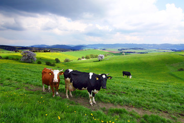 Fototapeta na wymiar cows on the spring pasture