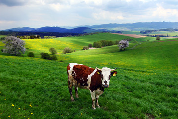 Fototapeta na wymiar cows on the spring pasture