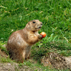 Erdmännchen_02
