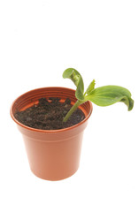 Vegetable seedling