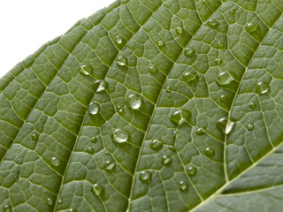drops on a leaf