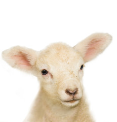 Close-up of a lamb's face.