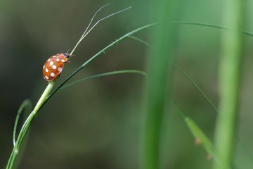Coccinelle sur une herbe