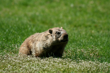Groundhog popping out of his hole