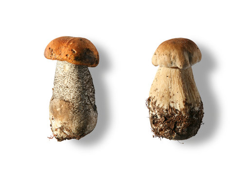 Mushrooms Isolated on White