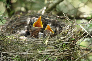 hungry baby blackbirds