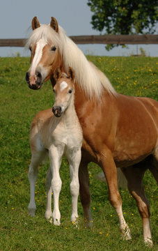 Haflinger Stute mit Fohlen