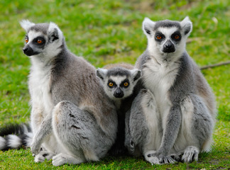 ring-tailed lemur family © Eric Gevaert