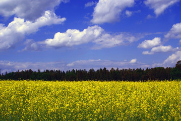 Obraz premium yellow rapefield with blue cloudy sky