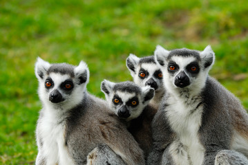ring-tailed lemur family © Eric Gevaert