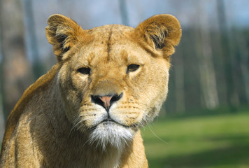 Fototapeta na wymiar african female lion