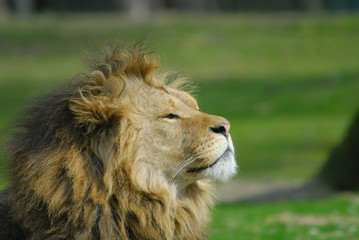 african male lion