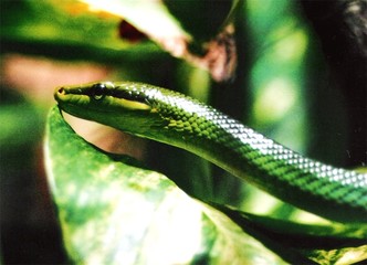 Schlange, grün, Adam und Eva, Versuchung, Teufel