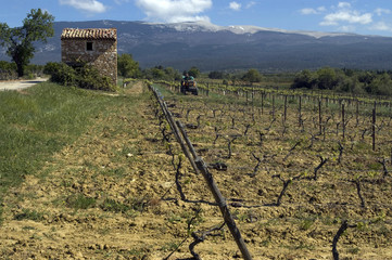Fototapeta na wymiar Winnica na Mont Ventoux w Prowansji, Francja