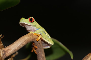 red eyed tree frog