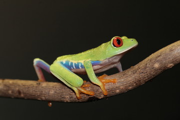 red eyed tree frog