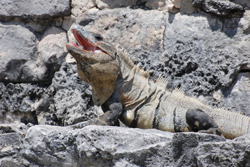 iguane bain de soleil