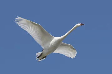 Fotobehang Mute Swan (Cygnus olor) in flight © Steve Byland