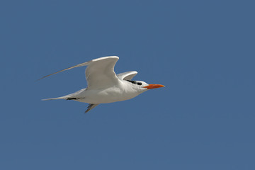 Royal Tern (Sterna maxima) in flight over the Atlantic Ocean
