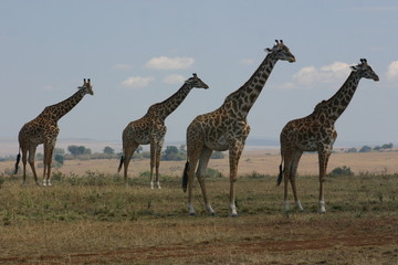 Les girafes