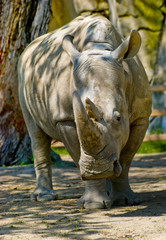 Fototapeta premium Rhino at the zoo