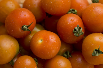 fresh tomatos