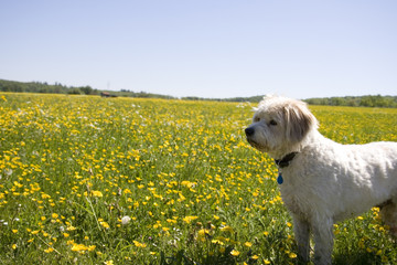 chien nature