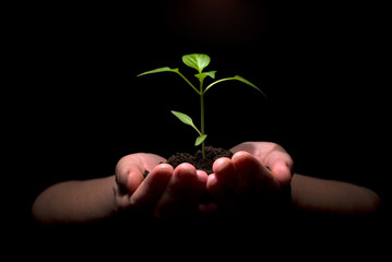 plant in hands