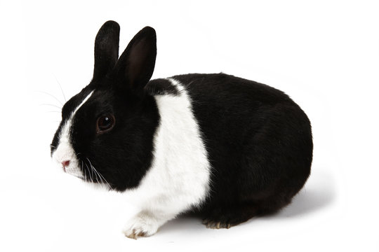 5 Best Lapin Nain Images Stock Photos Vectors Adobe Stock