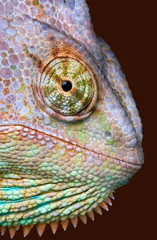 Fototapeta premium Chameleon Stare
