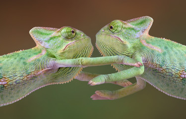 Chameleon hug © Cathy Keifer