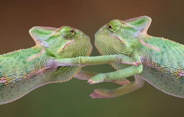 Foto op Plexiglas Kameleon Kameleon knuffel