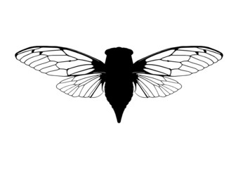 Cicada (Singzikade)