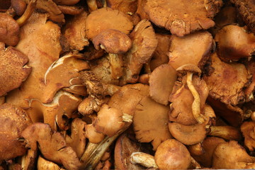 Background of brown mushrooms