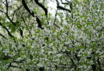 Fototapeta na wymiar Oddział kwitnące drzewa z białymi kwiatami