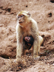 Obraz premium magot d'Ouzoud