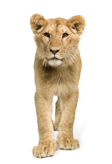 Lion Cub (9 months)