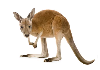 Crédence de cuisine en verre imprimé Kangourou Jeune kangourou roux (9 mois) - Macropus rufus