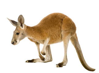 Young red kangaroo (9 months) - Macropus rufus