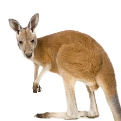 Naadloos Fotobehang Airtex Kangoeroe Jonge rode kangoeroe (9 maanden) - Macropus rufus